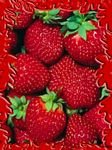 pic for Magic Strawberries